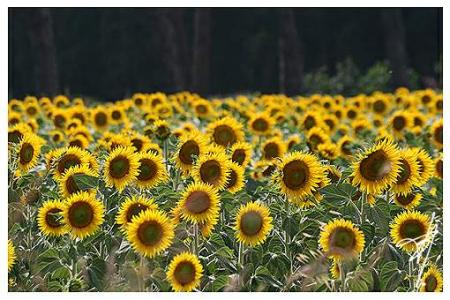 Beauté des tournesols
