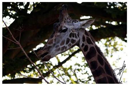 Girafe