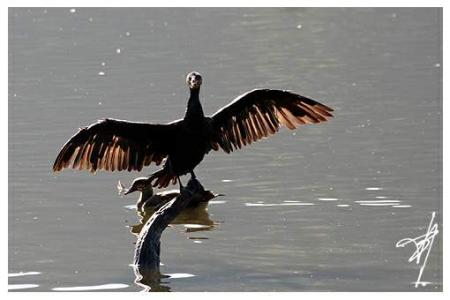 Cormoran sèchant ses ailes au soleil de septembre