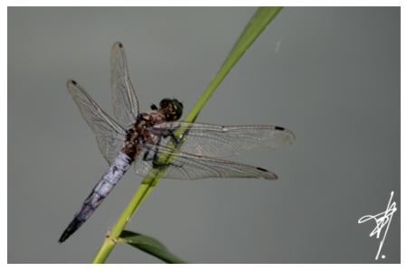 Libellule