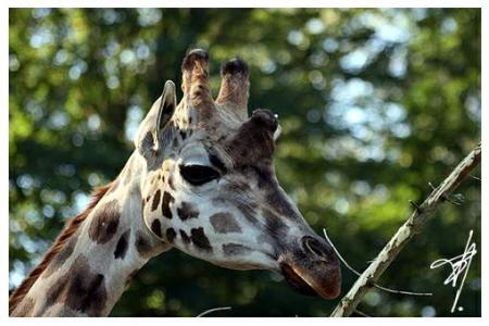 Girafe