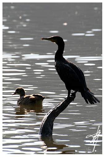 Cormoran aux aguets