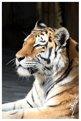 Tigre