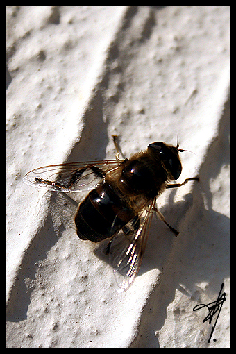 Abeille