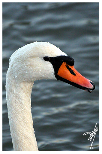 Cygne