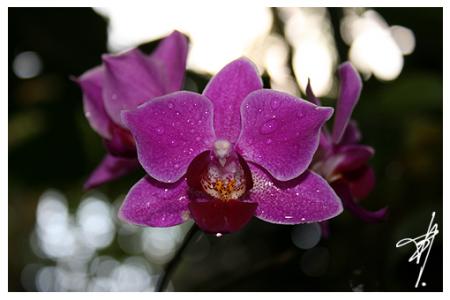 Orchidée