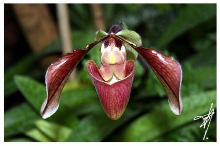 Orchidée