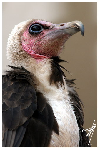 Rapace