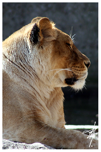 Lionne