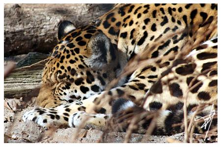 Jaguar