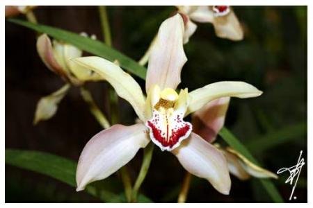 Orchidée