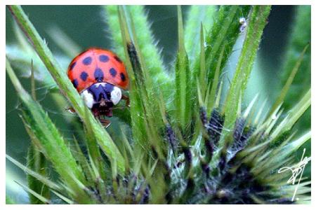 Coccinelle