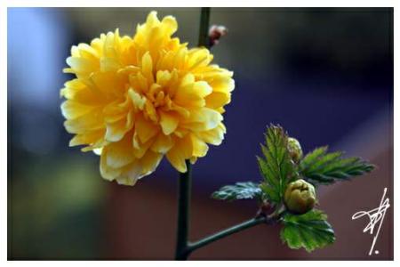 P'tite jaune :)