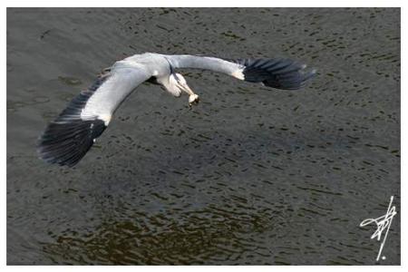Retour de pêche