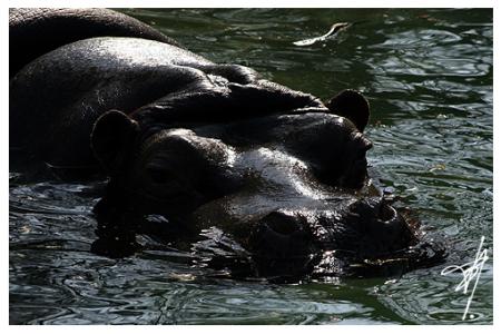 Hippopotame