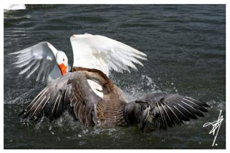 Combat d'oies